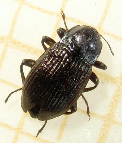 Limnius volckmari